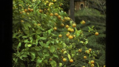 1978: garden is seen FRANCE