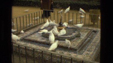 1978: birds are seen feeding themselves FRANCE