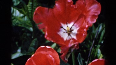 1960: blooming red flower flowing in wind WAUCONDA, ILLINOIS