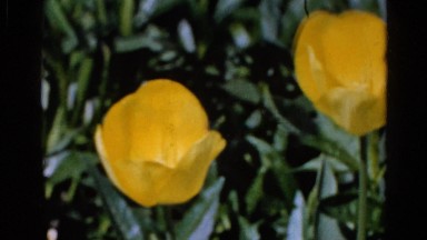 1960: tulips dancing in the breeze WAUCONDA, ILLINOIS