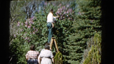 1960: forest area is seen WAUCONDA, ILLINOIS