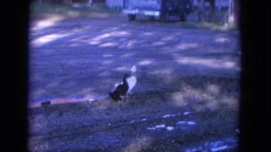 1965: black and white color ducks walking on the ground with shade WAUPACA