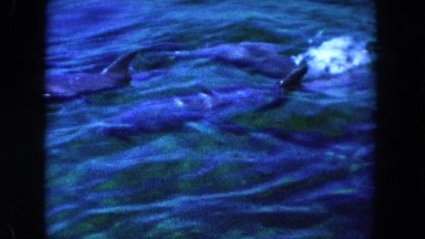 1960: dolphins in the ocean FLORIDA