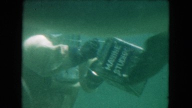 1960: swimming with the dolphins FLORIDA