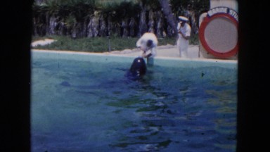 1960: a man brushing the teeth of a whale in a pool FLORIDA