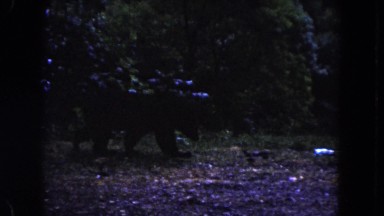 1960: a bear is walking through a forest area FLORIDA