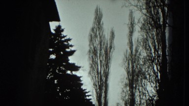 1951: Winter Dark Barren Landscape Trees Looming Overhead Austria