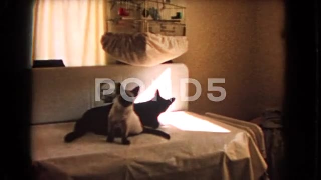 1966: Lady Holds Cat on Shoulder as Two Men Shake Hands California