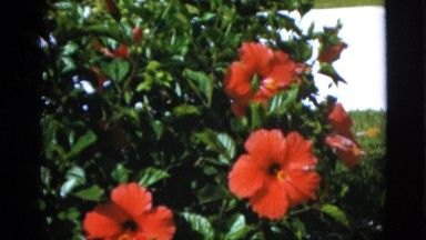 1952: close up flowers garden beautiful moving wind daisy CAMDEN, NEW JERSEY