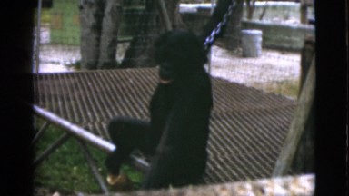 1952: a sweet monkey chained inside a large metal cage CAMDEN, NEW JERSEY