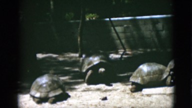 1952: giant turtles at the zoo, just chilling CAMDEN, NEW JERSEY