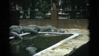 1952: zoo animal unique water scary dangerous alligator many farm CAMDEN