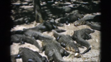 1952: crocodiles sunbathing CAMDEN, NEW JERSEY