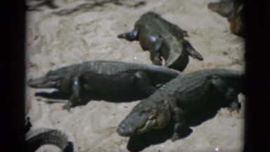 1952: alligators or crocodiles sunning and walking on large rocks CAMDEN