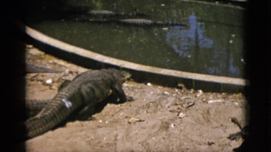 1952: Alligator Swiftly Enters Zoo Pond Camden, New Jersey