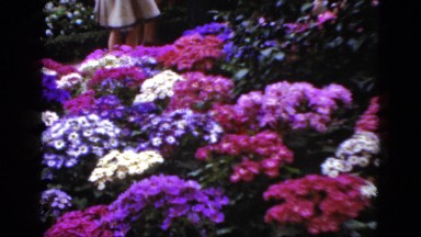 1952: garden scene flowers pretty multi colour zoom CAMDEN, NEW JERSEY