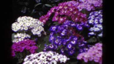 1952: the beautiful flowers are ready for picking this spring CAMDEN, NEW JERSEY