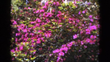 1952: pink flower bushes CAMDEN, NEW JERSEY