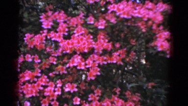 1952: hedge of shrubs blossoming with pink flowers front a wood line CAMDEN