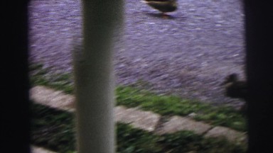 1974: little boys and a woman feeding some hungry baby ducks outdoor their home