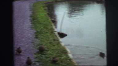 1974: boys feeding the ducks at the lake INDIANA