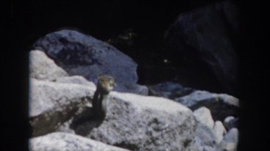 1962: attentive chipmunk standing on boulder in rocky terrain CLARKSDALE