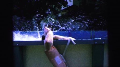 1964: Children Jumping and Diving into Above-Ground Pool in Camden, New Jersey