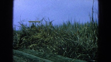 1965: a farmer is using a tractor to harvest wheat in the heat