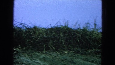 1965: three men standing on the edge of a field of tall grass MEXICO