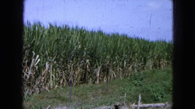 1965: tall grasses trees field greenery around land