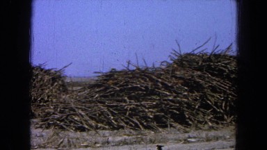 1965: bunches of sticks or branches piled in a long line MEXICO
