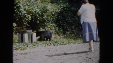 1961: woman in skirt taking picture of bear eating trash out of trash can