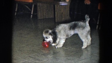 1961: a puppy plays with a ball on a tile floor with people observing him nearby