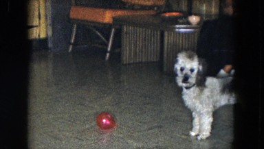 1961: dog staring ball red indoor furred MICHIGAN
