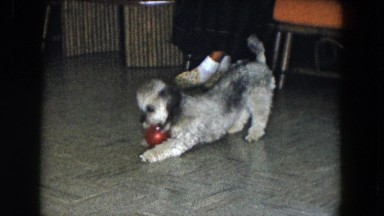 1961: the dog engages in playful training with master at noon MICHIGAN