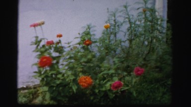 1956: colorful flower bed alongside white house siding BOSTON