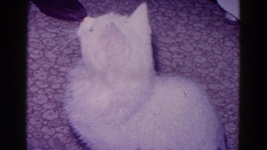 1968: Beautiful White Furry Cat Paying Attention to Owner Waiting for Food Minnesota