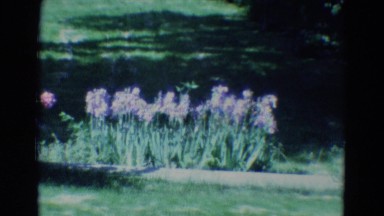 1969: a hedge of flowering plants lines the grassy backyard of a home DILLER