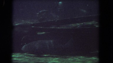 1962: A Large Fish Swimming in the Water, Surrounded by Smaller Fish in San Pedro