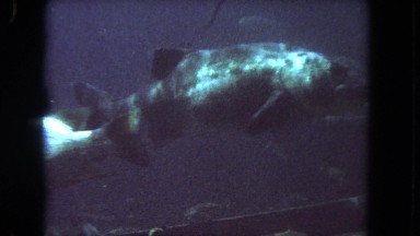 1962: Diver in Old Fashioned Helmet Surrounded by Large Fish in San Pedro