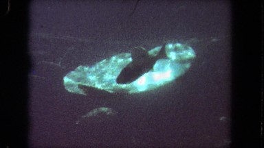 1962: large, flat stingray floats serenely underwater surrounded by other fish