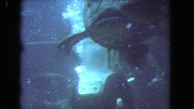 1962: a hard-hat diver is underwater and feeding a large school of fish