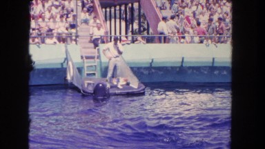 1962: sea lion water cute pet zoo observing wild circus SAN PEDRO, CALIFORNIA