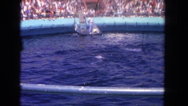 1962: Man Rewarding Dolphins for Performing Tricks in Front of Large Crowd