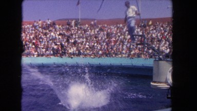 1962: man feeding dolphins and a whale at a seapark SAN PEDRO, CALIFORNIA