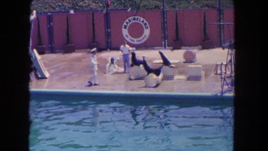 1962: seals are in the sea world SAN PEDRO, CALIFORNIA