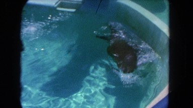 1962: seal is swimming in the pool SAN PEDRO, CALIFORNIA