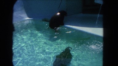 1962: black slimy seals coming out of the lake and playing SAN PEDRO, CALIFORNIA