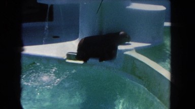 1962: aquatic animal climbs over wall to swim in pool of water SAN PEDRO