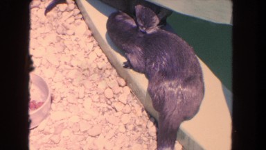1962: black and brown animal having fun and enjoy they are so sweet